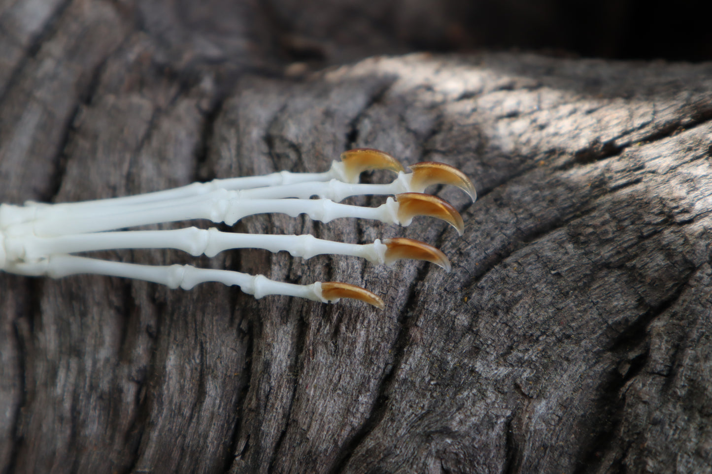 Eastern Gray Squirrel Paw Articulation