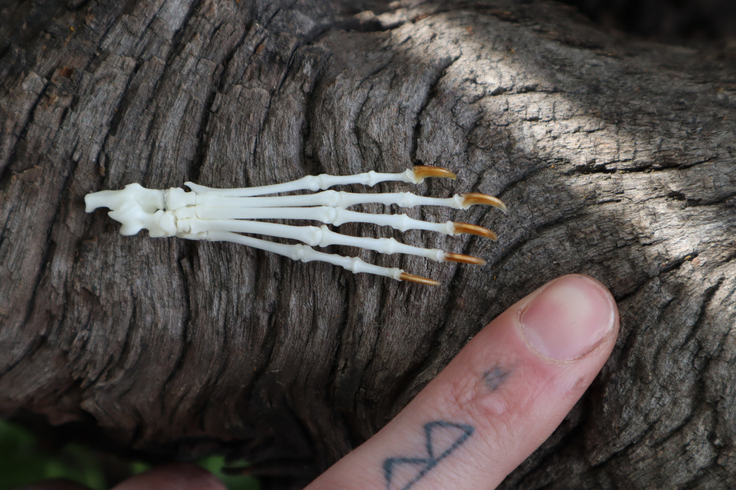 Eastern Gray Squirrel Paw Articulation