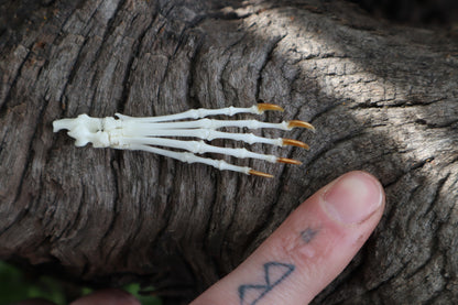 Eastern Gray Squirrel Paw Articulation