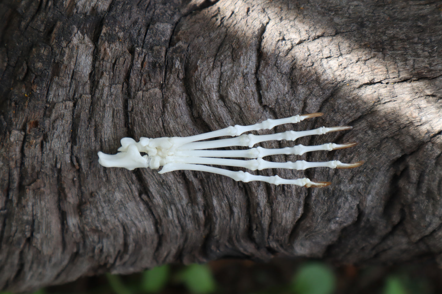 Eastern Gray Squirrel Paw Articulation