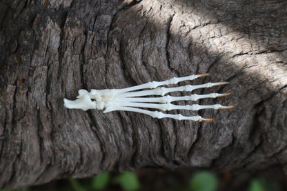 Eastern Gray Squirrel Paw Articulation