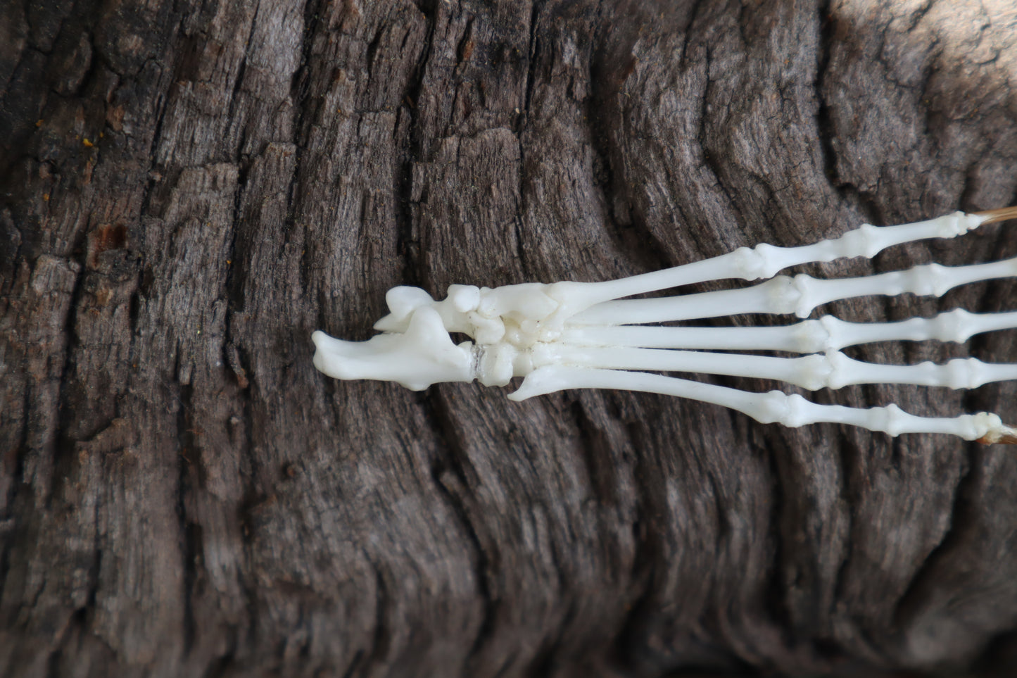 Eastern Gray Squirrel Paw Articulation