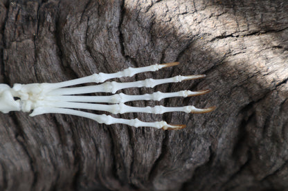Eastern Gray Squirrel Paw Articulation
