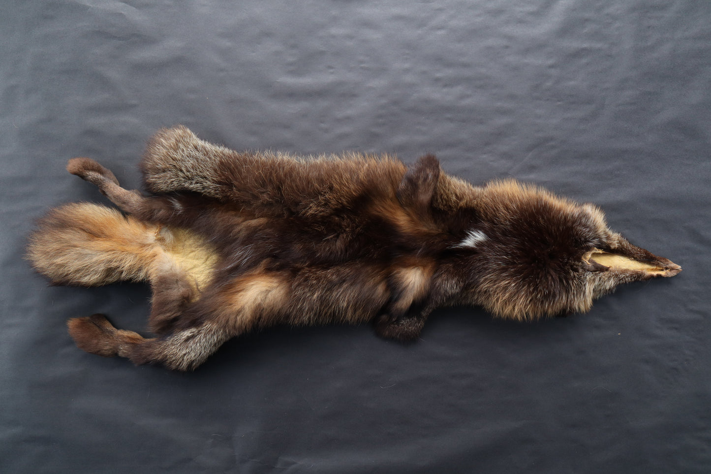 Kodiak Cross Fox Wallhanger