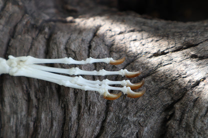 Eastern Gray Squirrel Paw Articulation