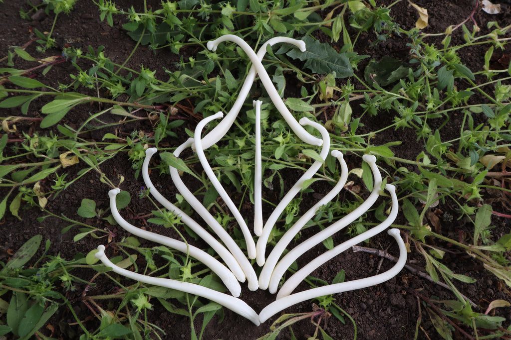 Reserved for Amanda - Raccoon Baculum Bloom
