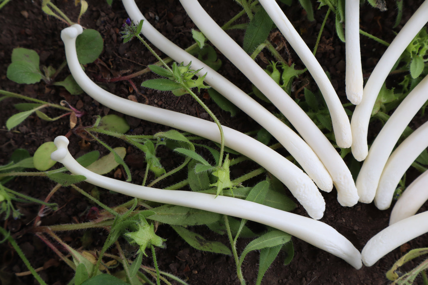 Reserved for Amanda - Raccoon Baculum Bloom