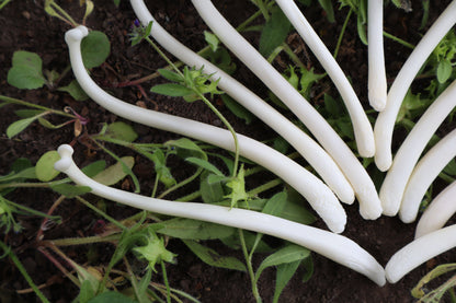 Reserved for Amanda - Raccoon Baculum Bloom