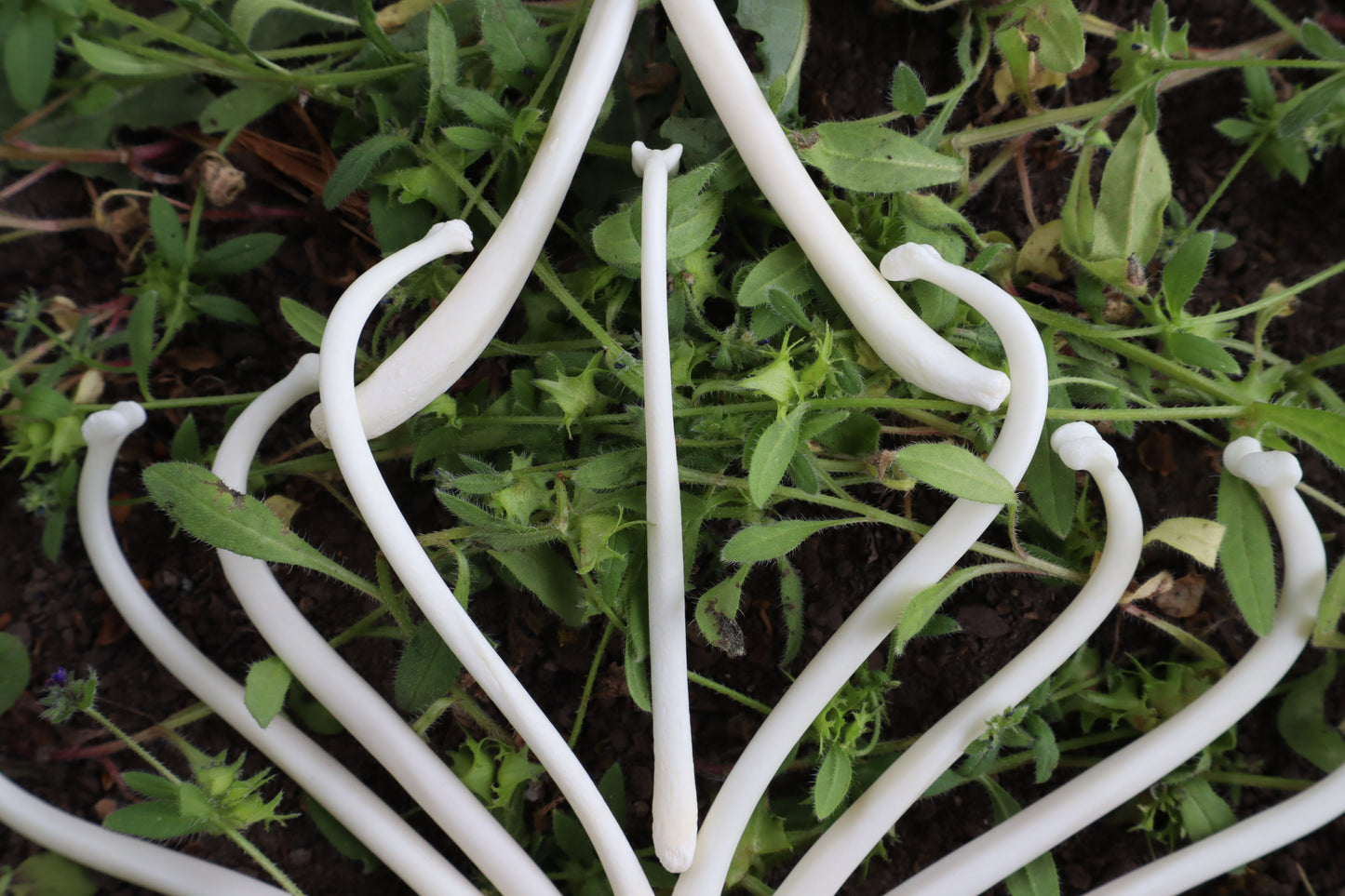 Reserved for Amanda - Raccoon Baculum Bloom