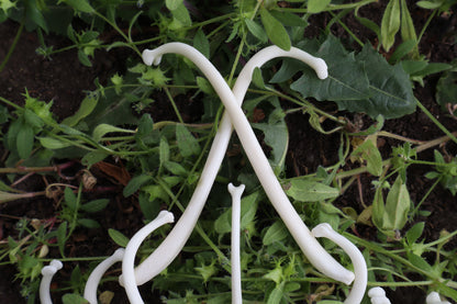 Reserved for Amanda - Raccoon Baculum Bloom