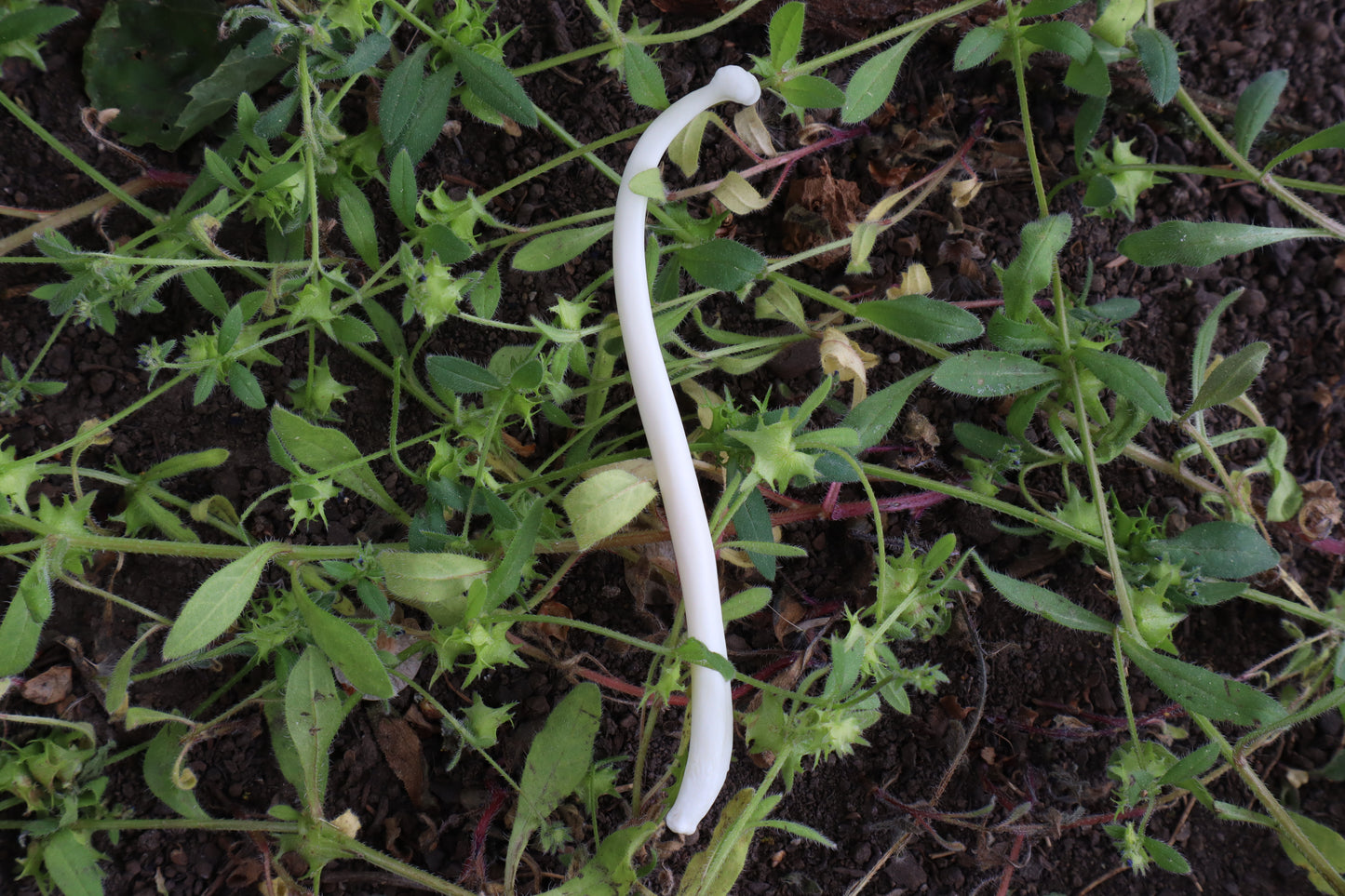 Raccoon Baculum