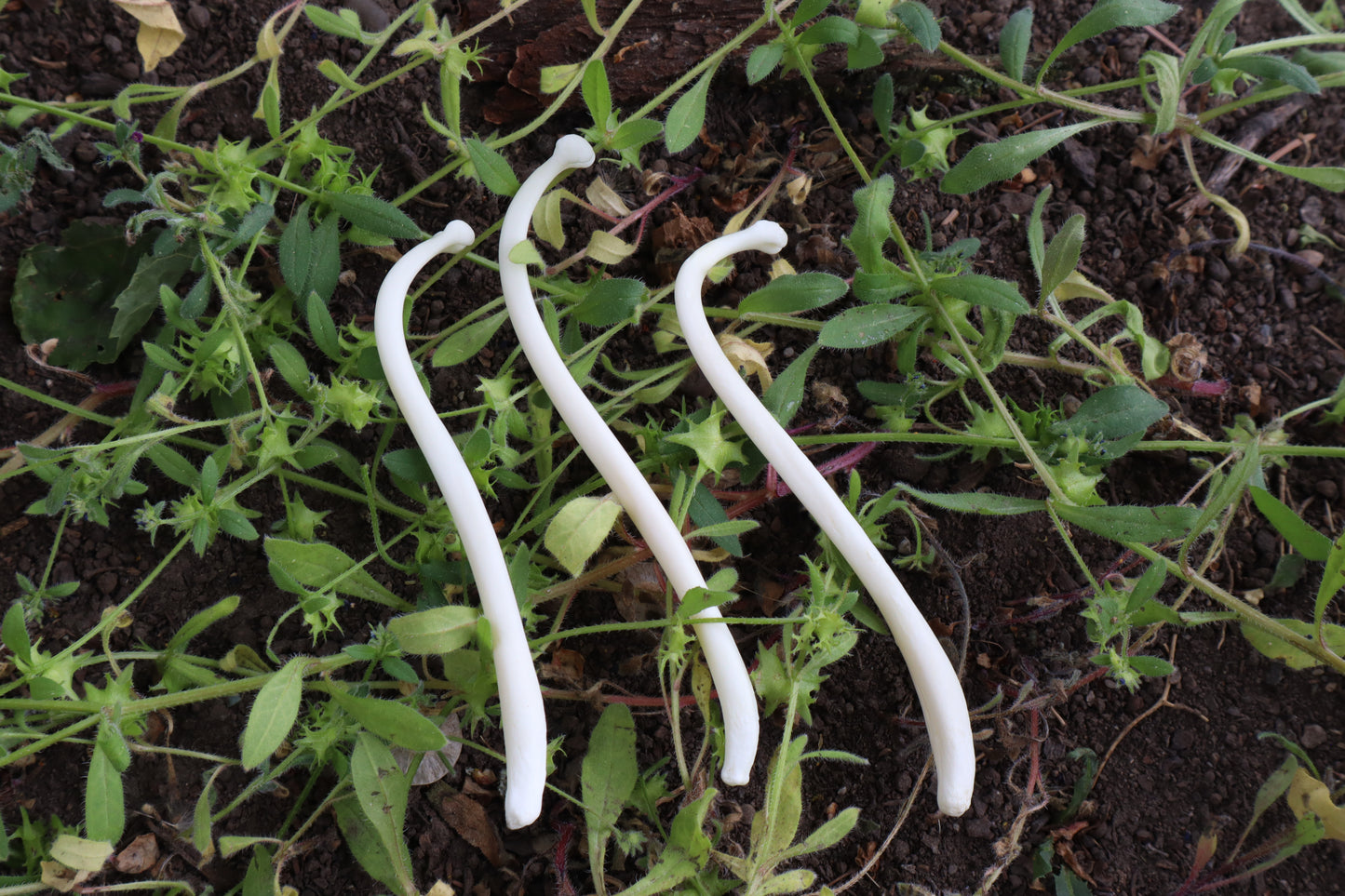 Reserved for Amanda - Raccoon Baculum Bloom