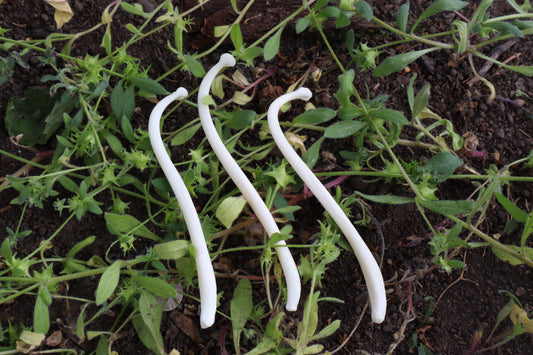 Reserved for Amanda - Raccoon Baculum Bloom