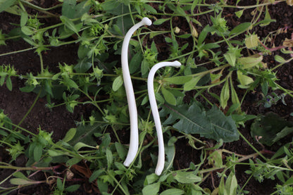 Reserved for Amanda - Raccoon Baculum Bloom