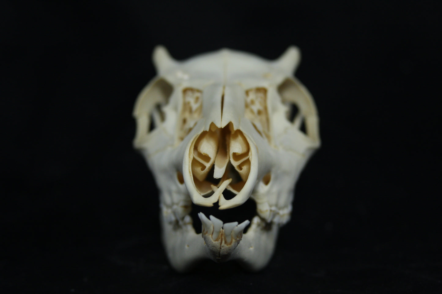 Button Buck Skull