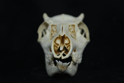 Button Buck Skull