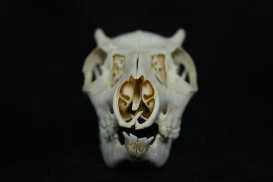 Button Buck Skull