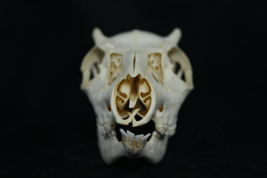 Button Buck Skull