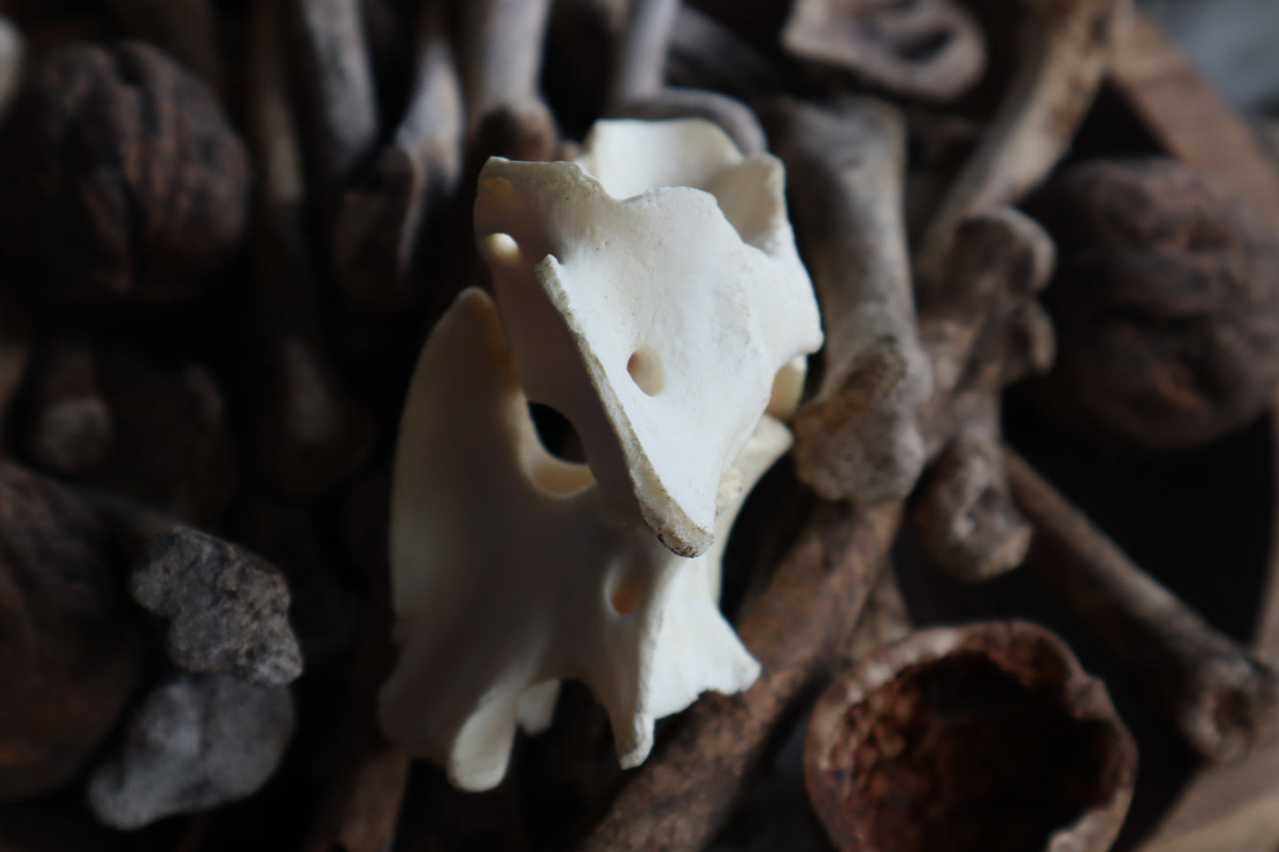 Gray Wolf Atlas and Axis Articulation