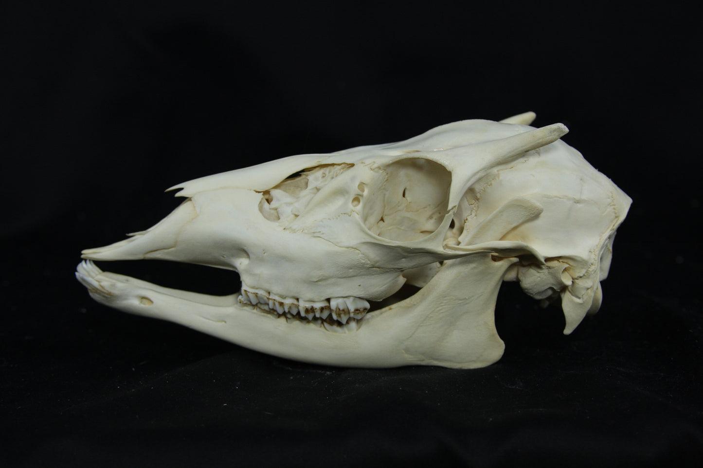 Button Buck Skull