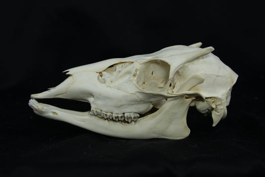 Button Buck Skull