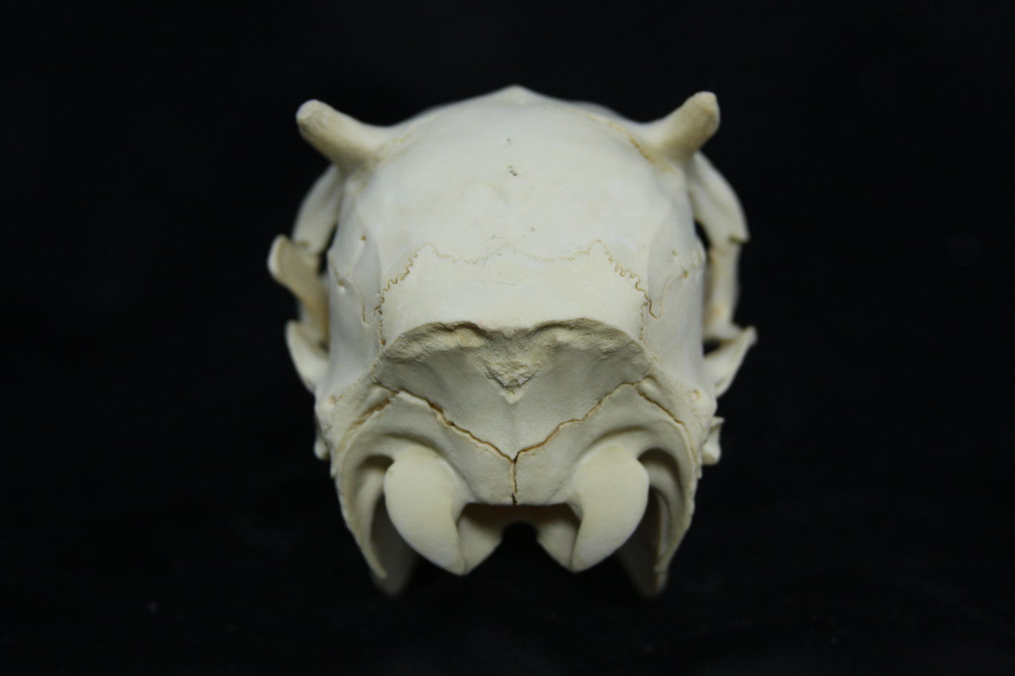 Button Buck Skull