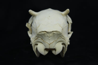 Button Buck Skull