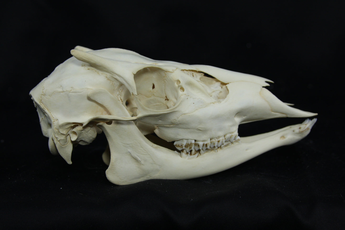 Button Buck Skull