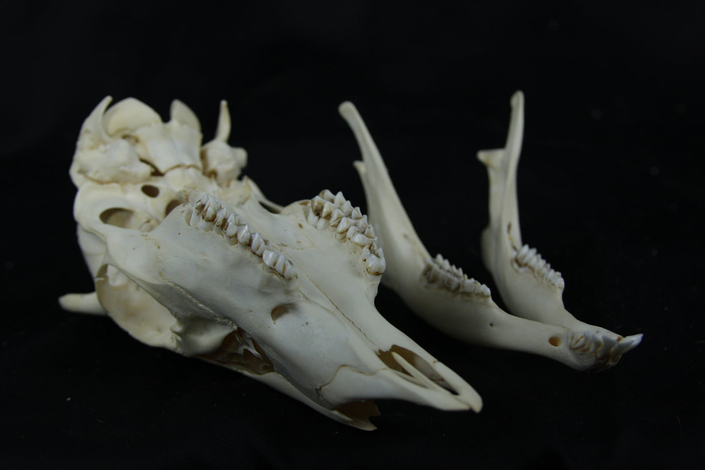 Button Buck Skull
