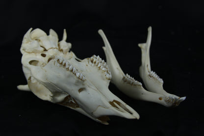 Button Buck Skull