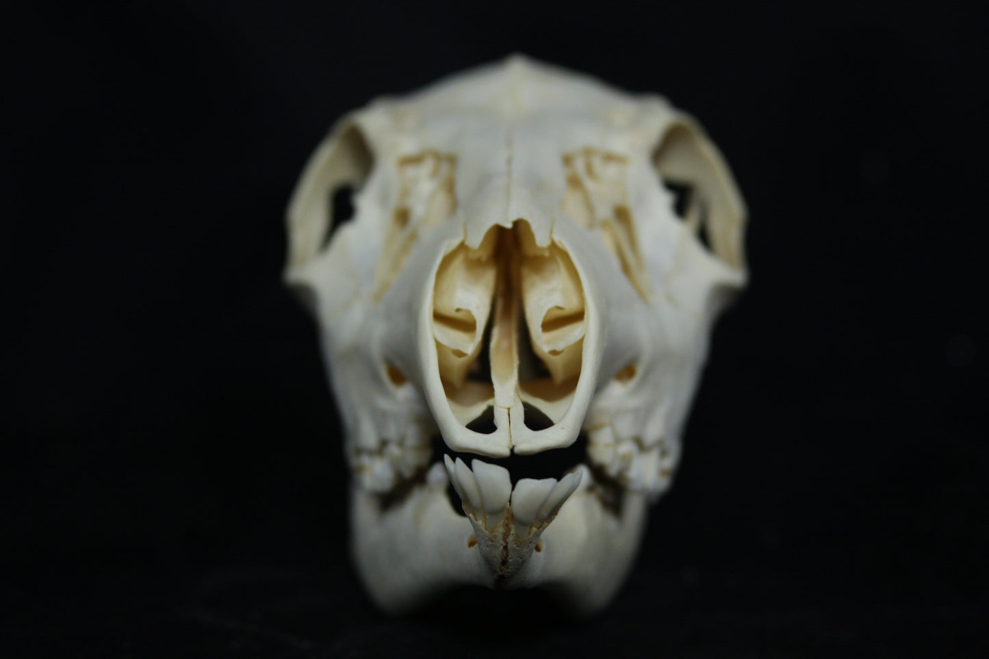 Doe Skull