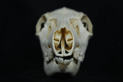 Doe Skull