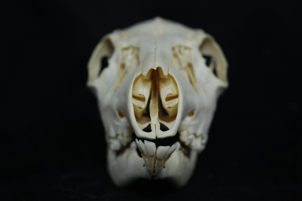 Doe Skull