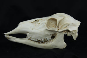 Doe Skull