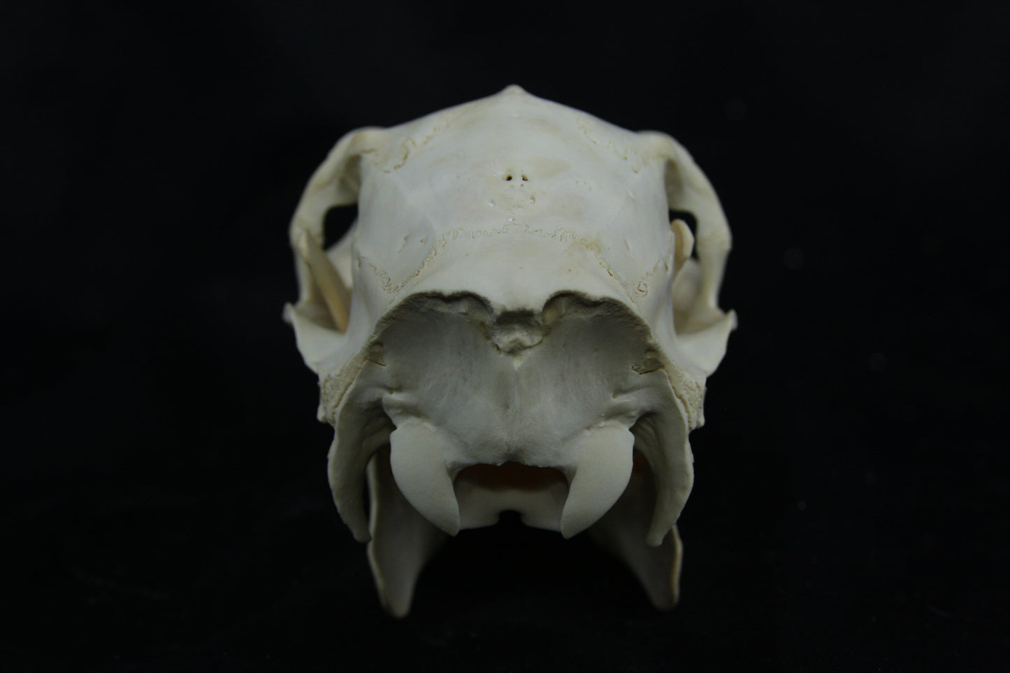 Doe Skull