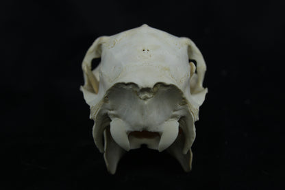 Doe Skull