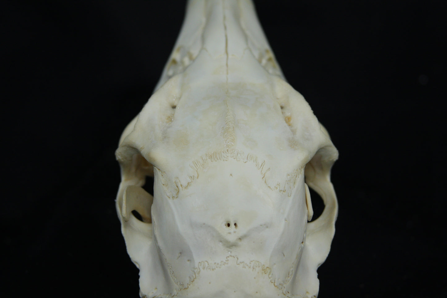 Doe Skull