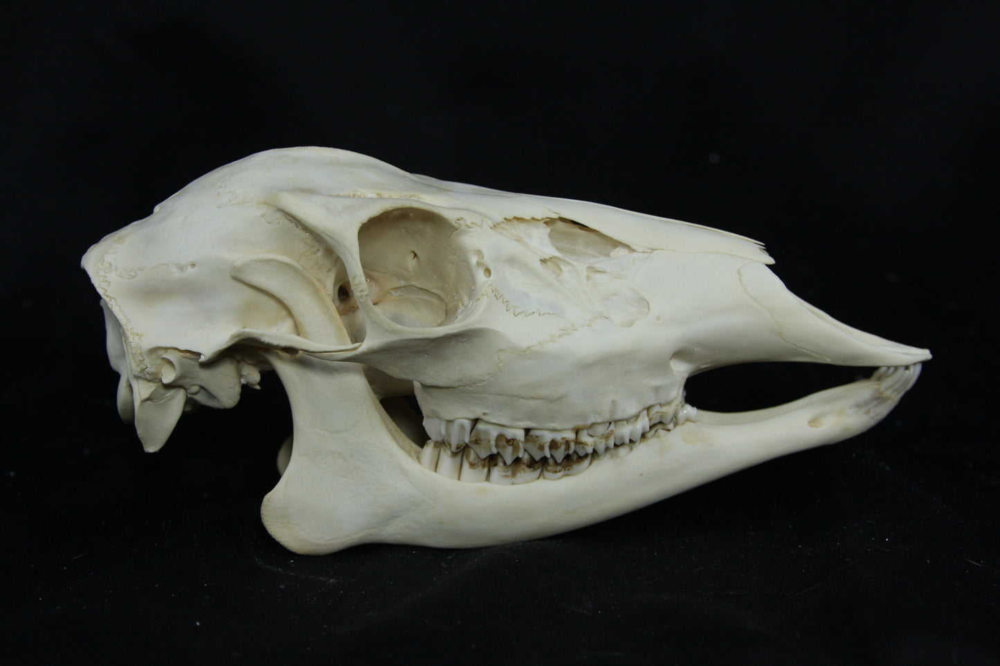 Doe Skull