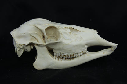 Doe Skull