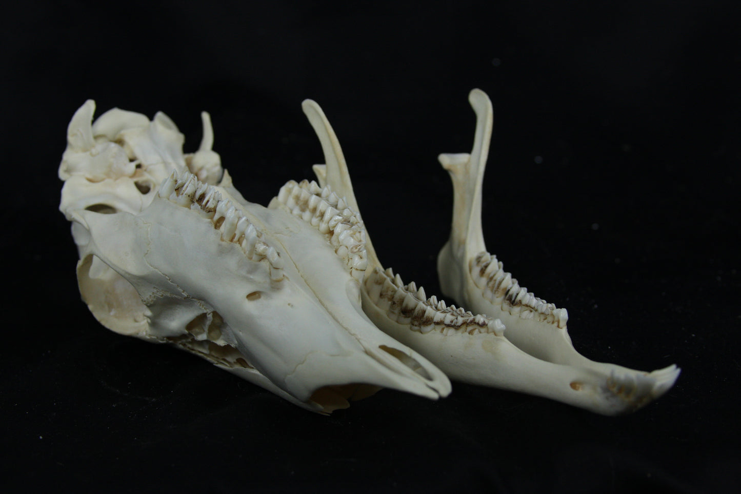 Doe Skull