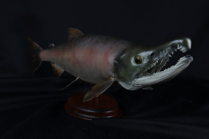 Chinook Salmon Taxidermy