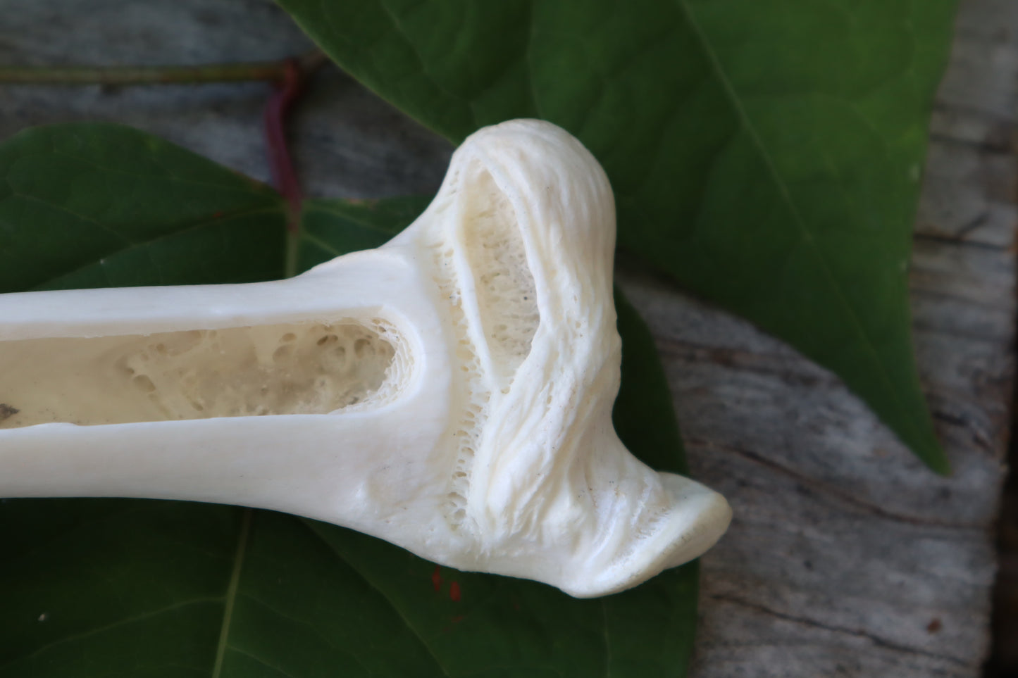 Whitetail Deer Femur Incense Burner