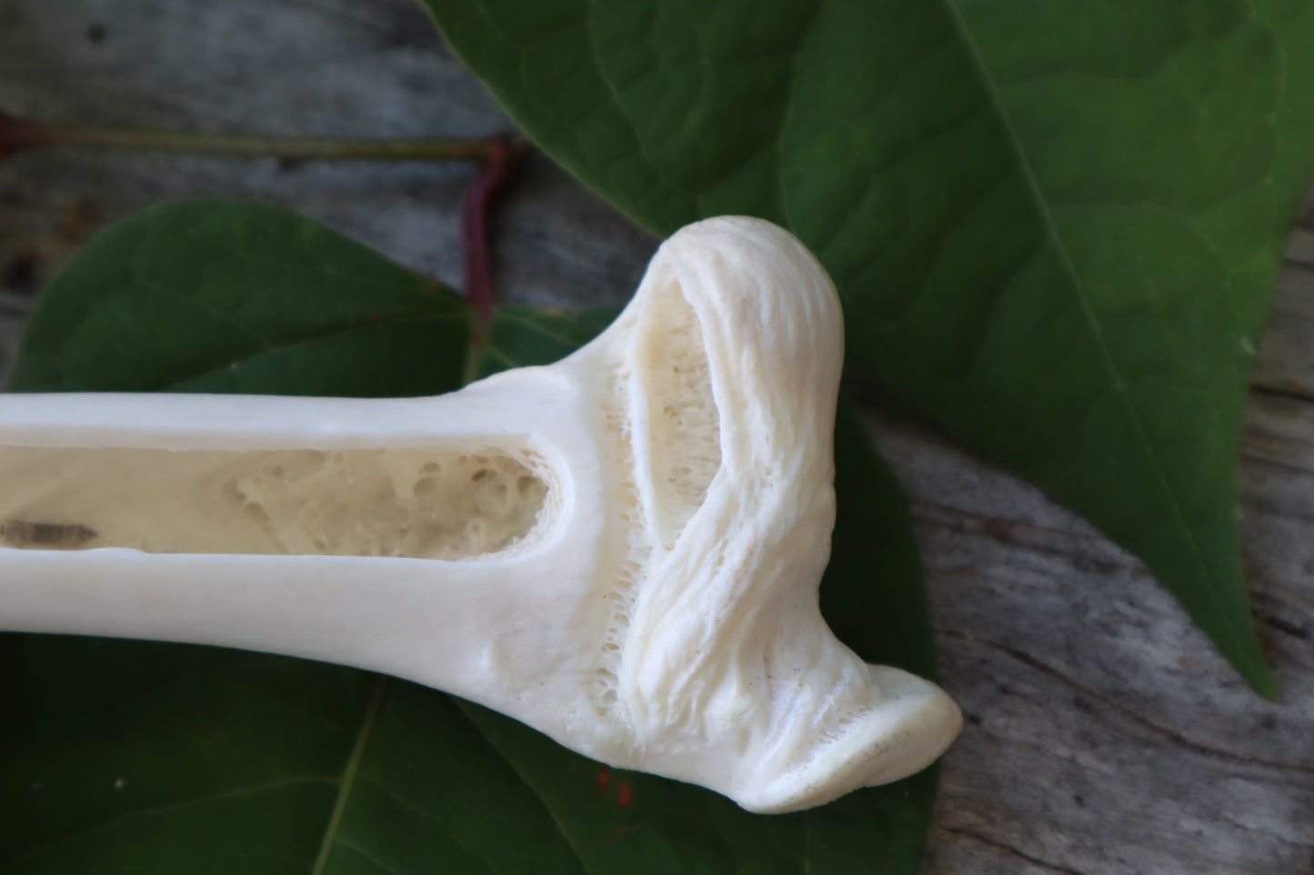 Whitetail Deer Femur Incense Burner