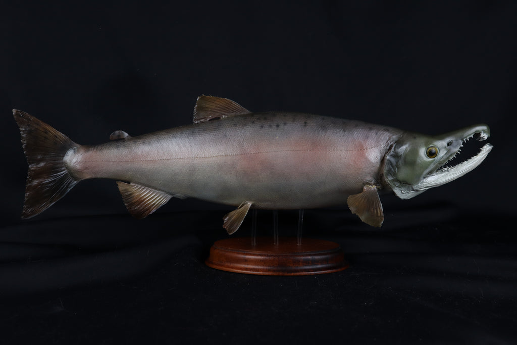 Chinook Salmon Taxidermy
