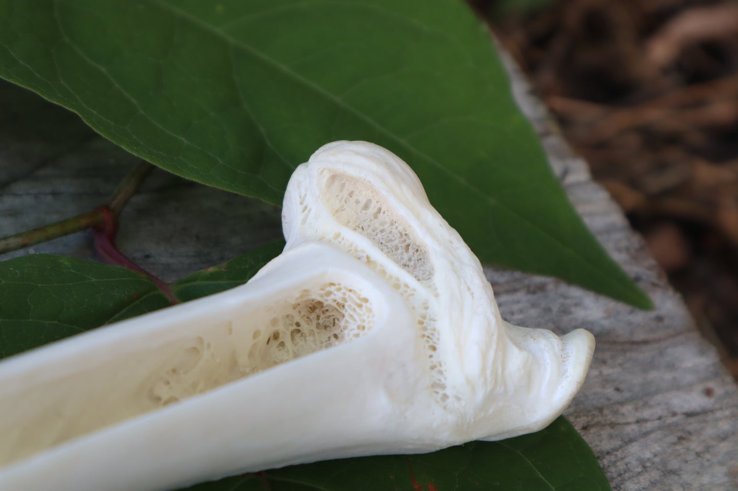 Whitetail Deer Femur Incense Burner