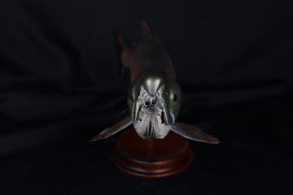 Chinook Salmon Taxidermy