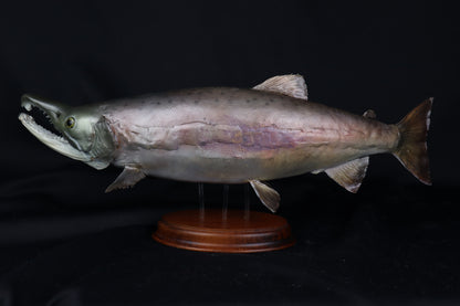 Chinook Salmon Taxidermy