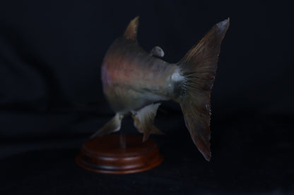 Chinook Salmon Taxidermy