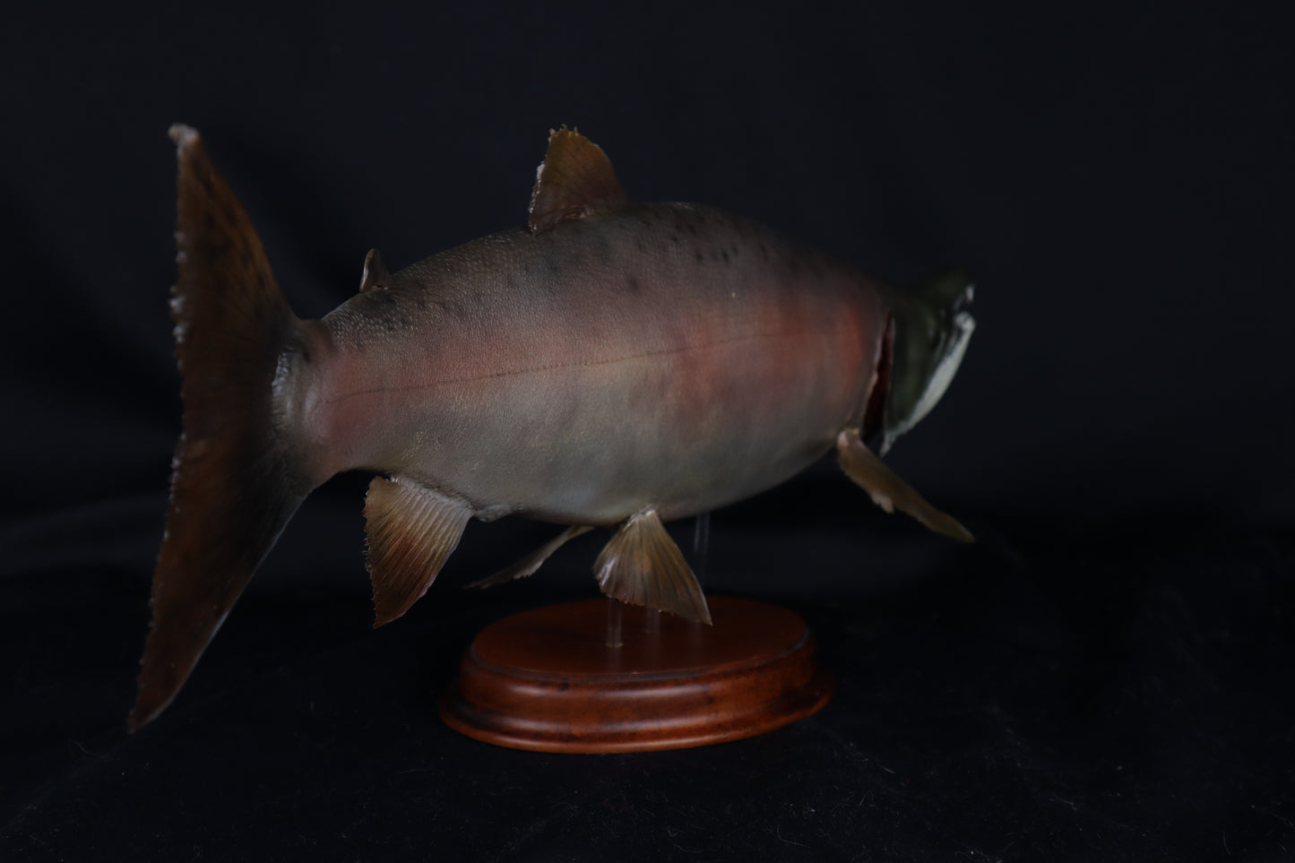 Chinook Salmon Taxidermy
