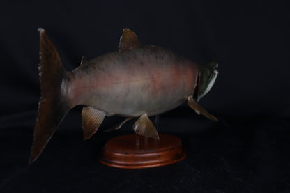 Chinook Salmon Taxidermy